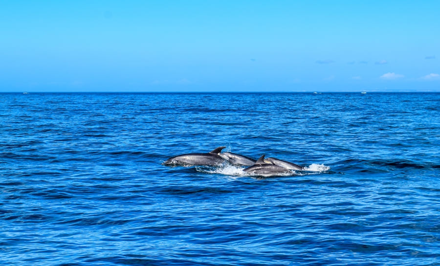algarve-cosa-vedere-delfini-02 Cosa vedere in Algarve: il mio itinerario senza macchina