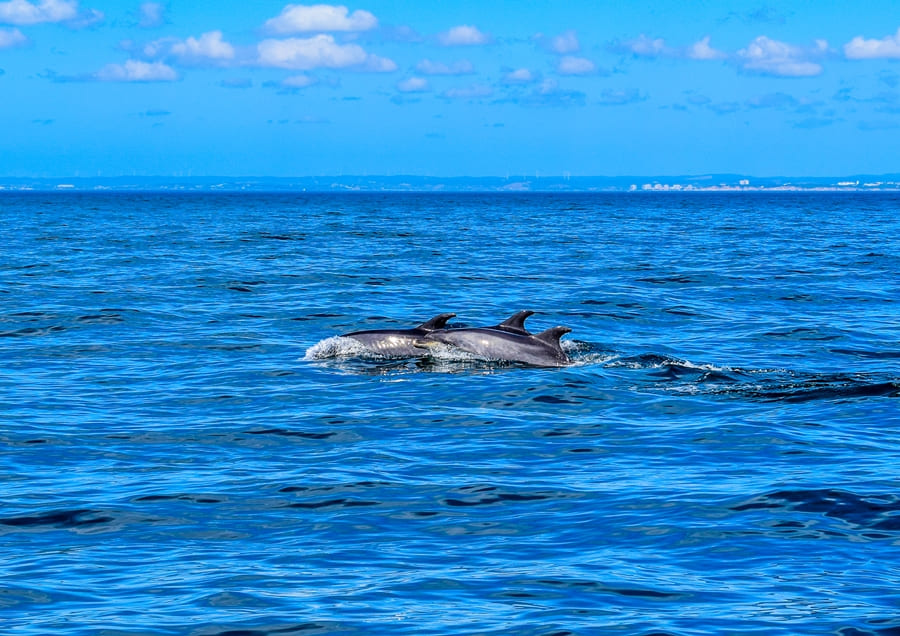 algarve-cosa-vedere-delfini-05 Cosa vedere in Algarve: il mio itinerario senza macchina