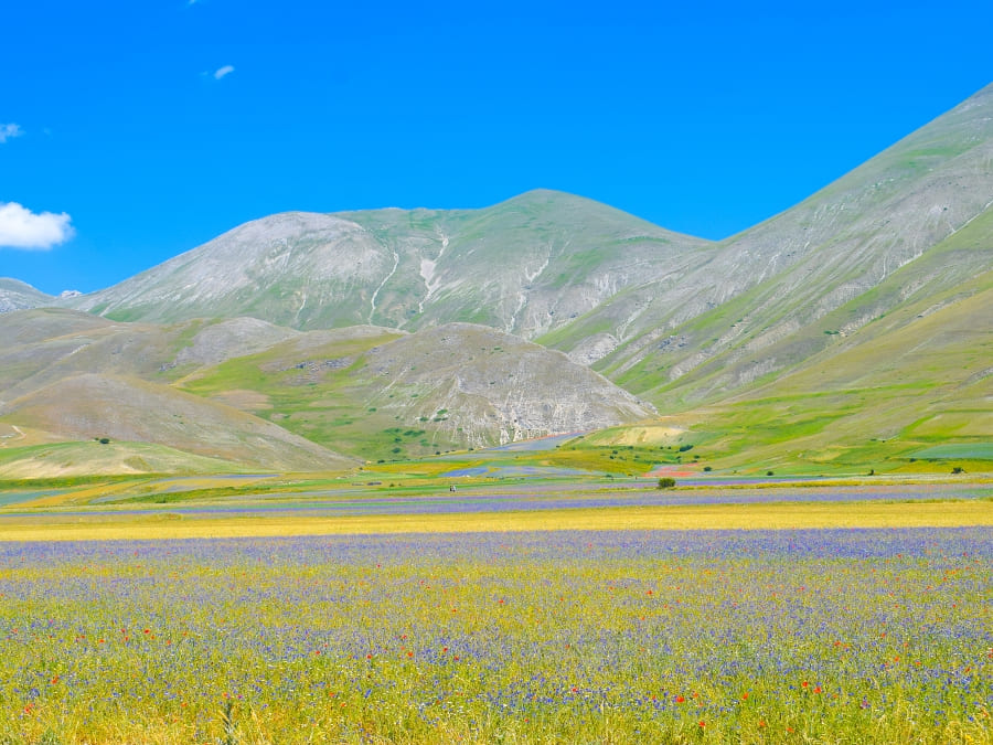 fioritura-castelluccio-di-norcia-04 La fioritura di Castelluccio di Norcia: uno spettacolo naturale che incanta i sensi