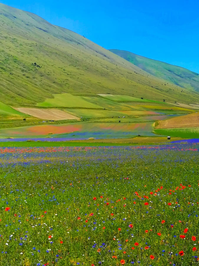 fioritura-castelluccio-di-norcia-08 La fioritura di Castelluccio di Norcia: uno spettacolo naturale che incanta i sensi